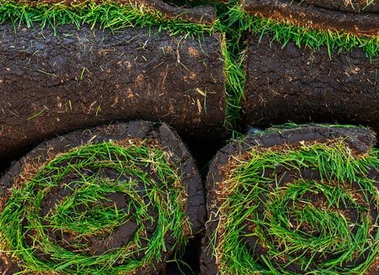 Instant lawn