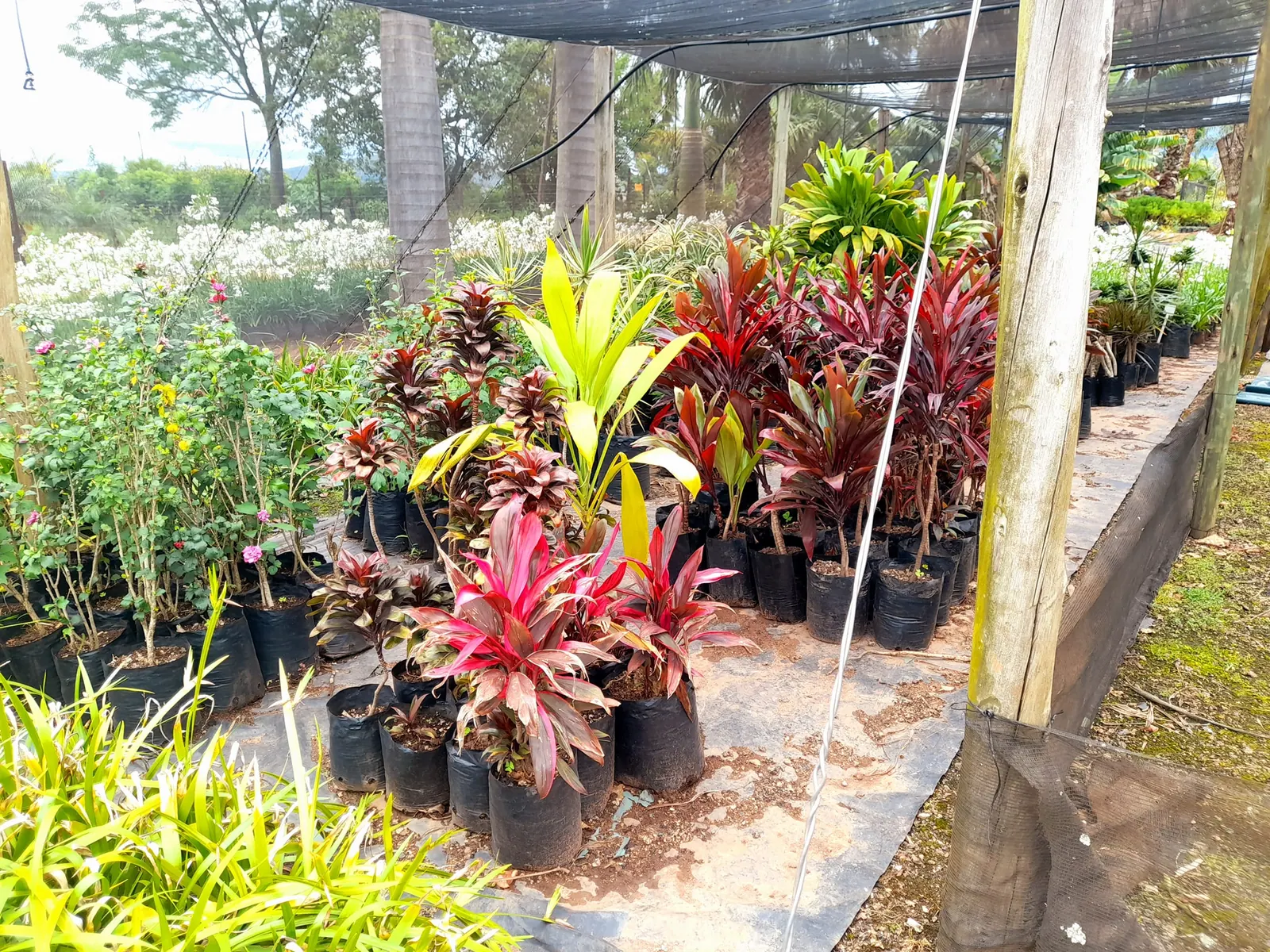 Foliage plants growing under shade at the nursery