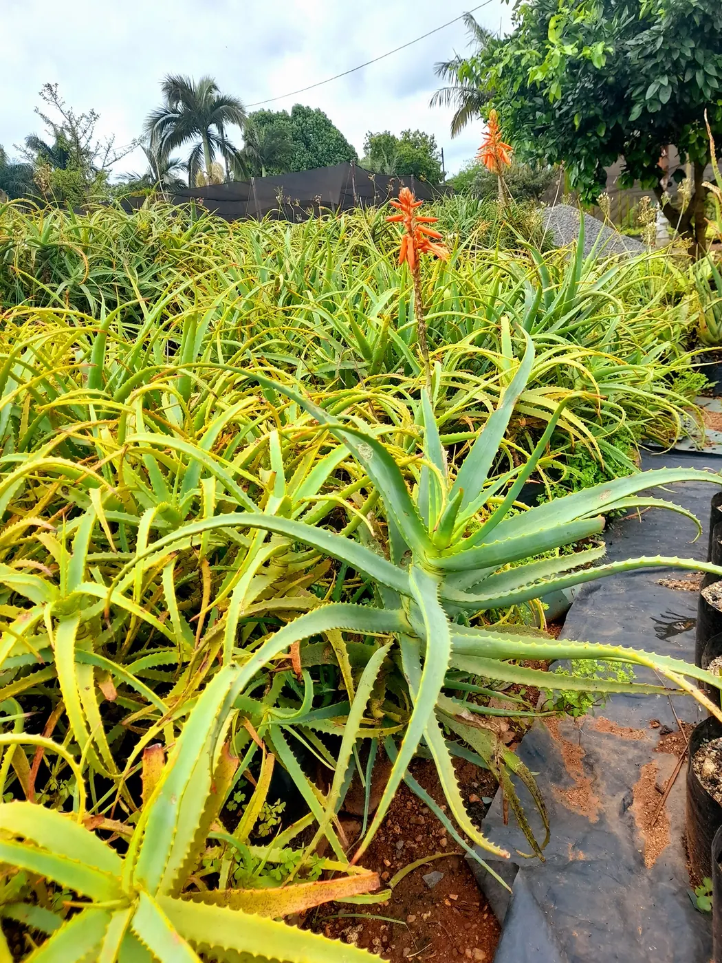 Garden plants