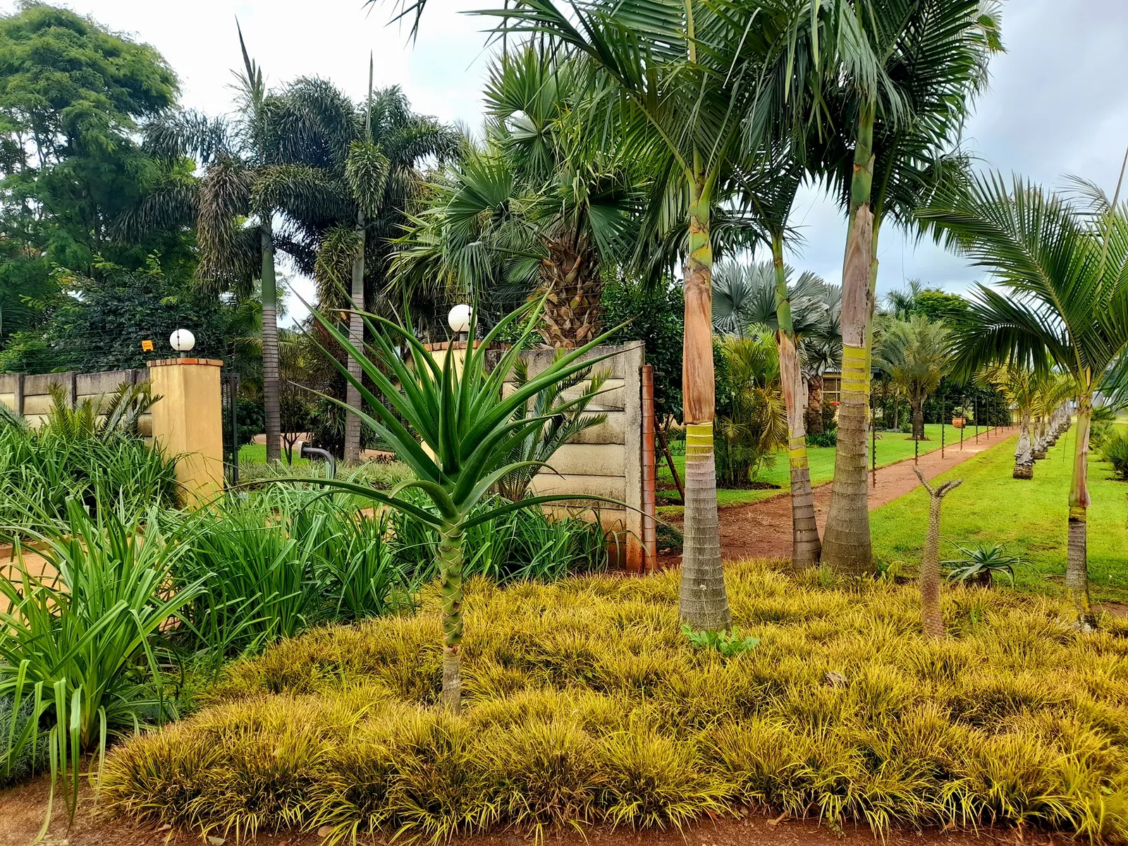 Palms & trees